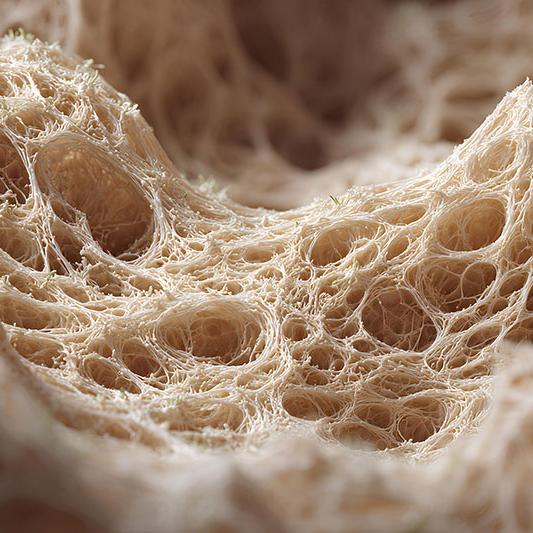 Bio Skin scaffold under microscope 