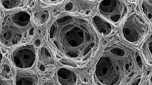 microscopic view of skin structure 